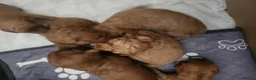 Cockapoo dogs for sale: F2 Cockapoo puppies in Jarrow - Advert 4