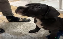 Cane Corso dogs for sale: last female cane corso pup left - Image 4
