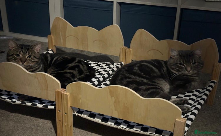 Domestic Shorthair cats - Advert 2