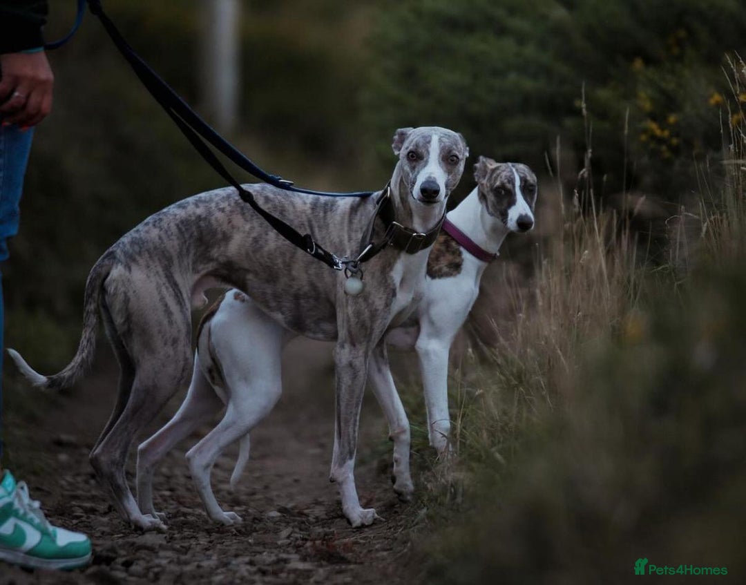 Whippet dogs for stud: KC register stunning boy available for stud in Derby - Image 3