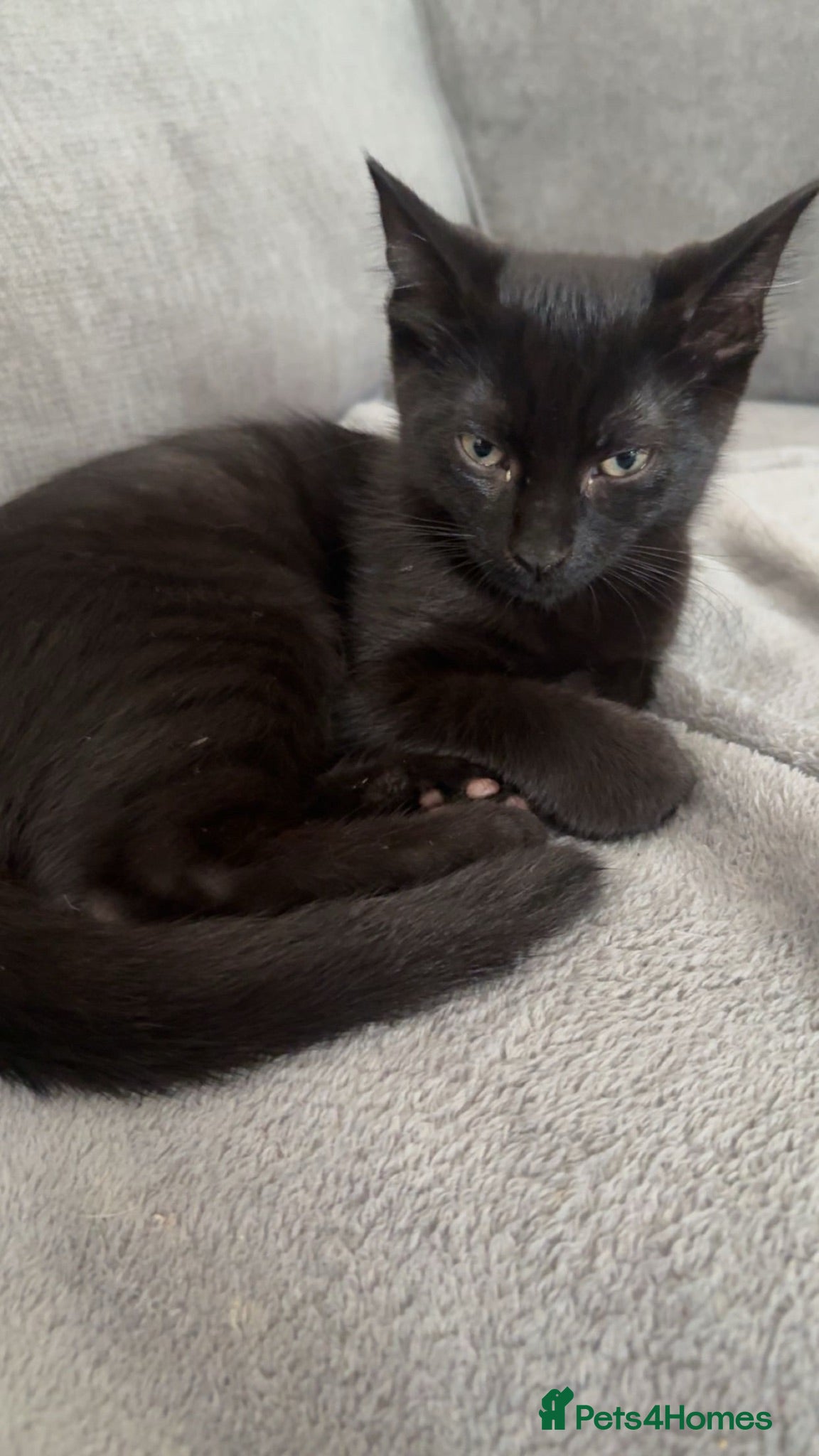 Mixed Breed cats 2 male kittens  - Advert 1
