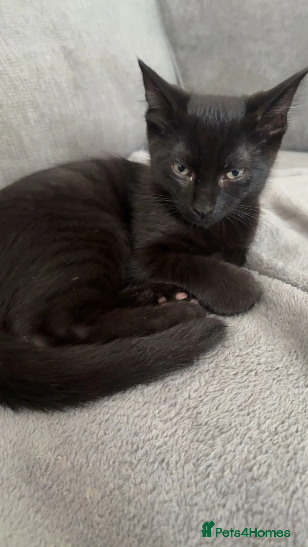 Mixed Breed cats for sale: 2 male kittens  - Advert 1