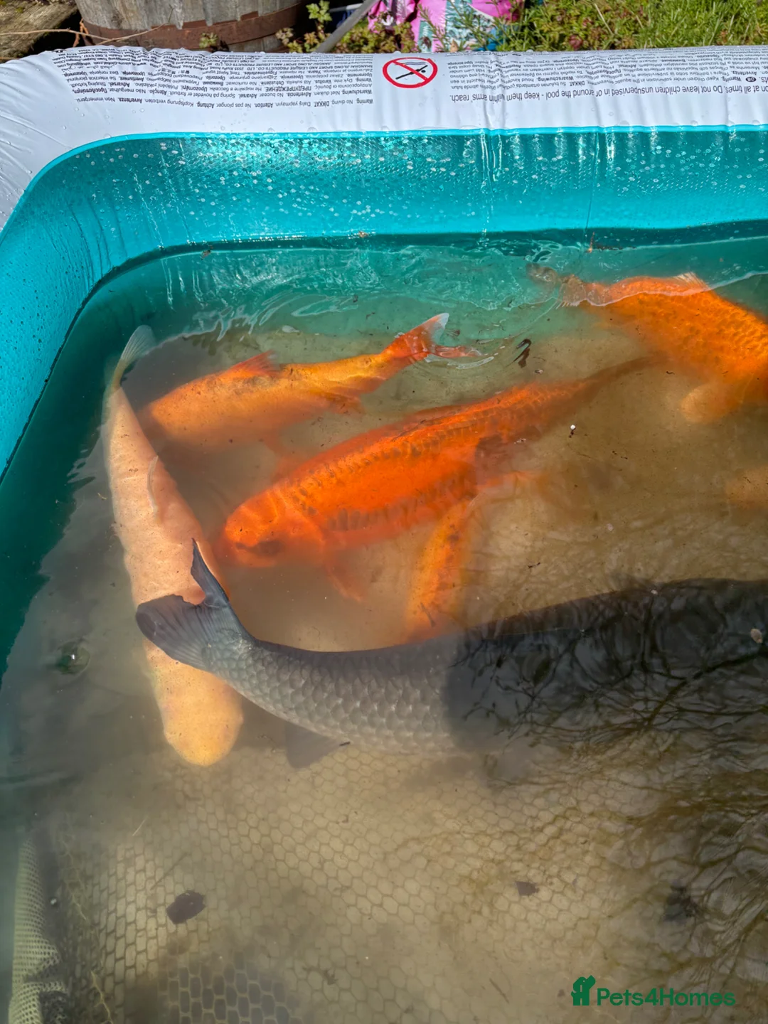 Other/Mixed Breed fish for sale: Fish mixed, koi, pond equipment  in Telford - Advert 25