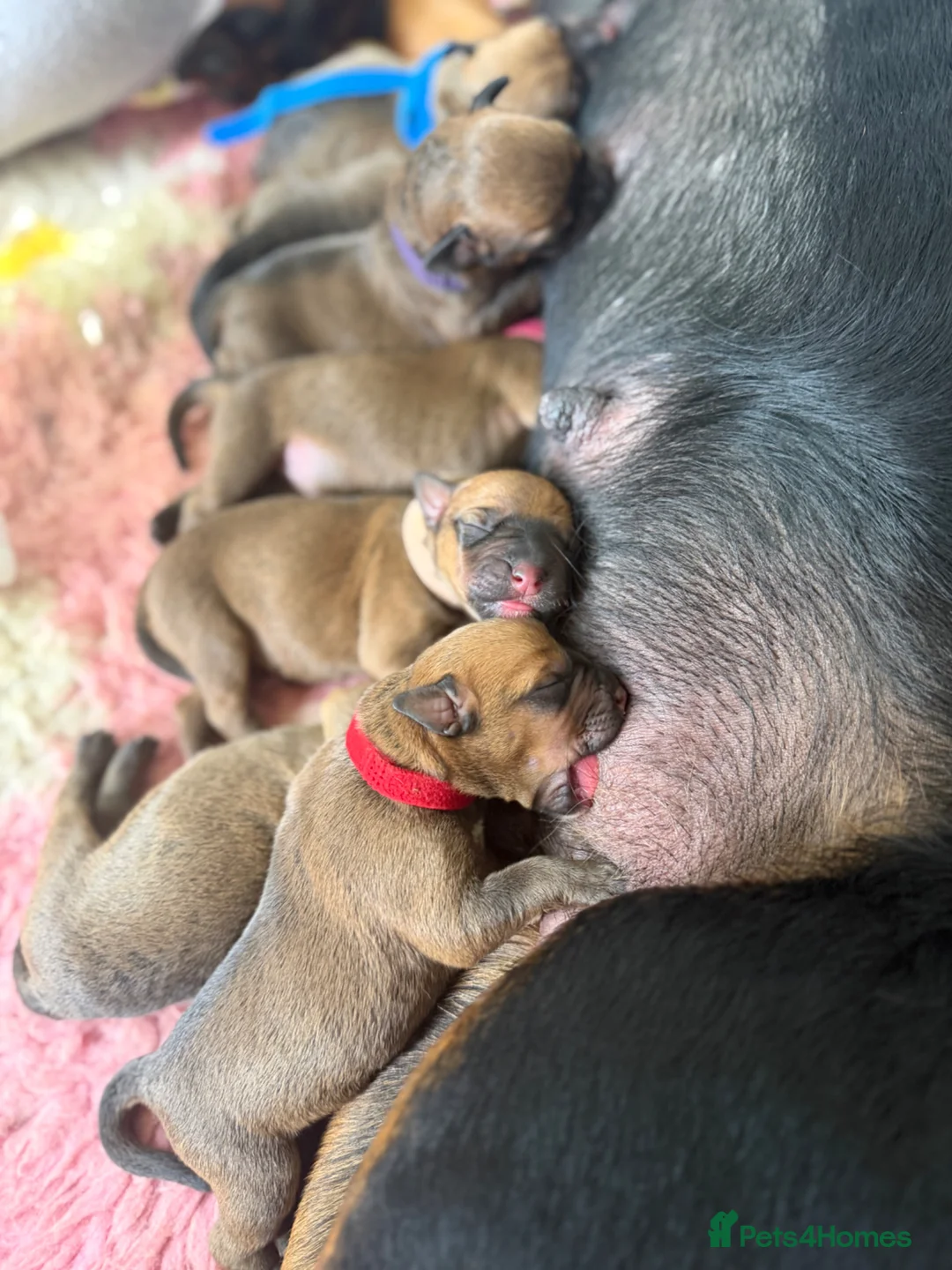 Rottweiler dogs for sale: Rottie Cross Pups - Advert 2