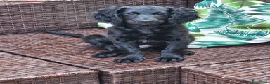 Black pup
