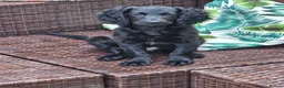 Cockapoo dogs for sale: Last Two Gorgeous Cockapoo Pups - Advert 10