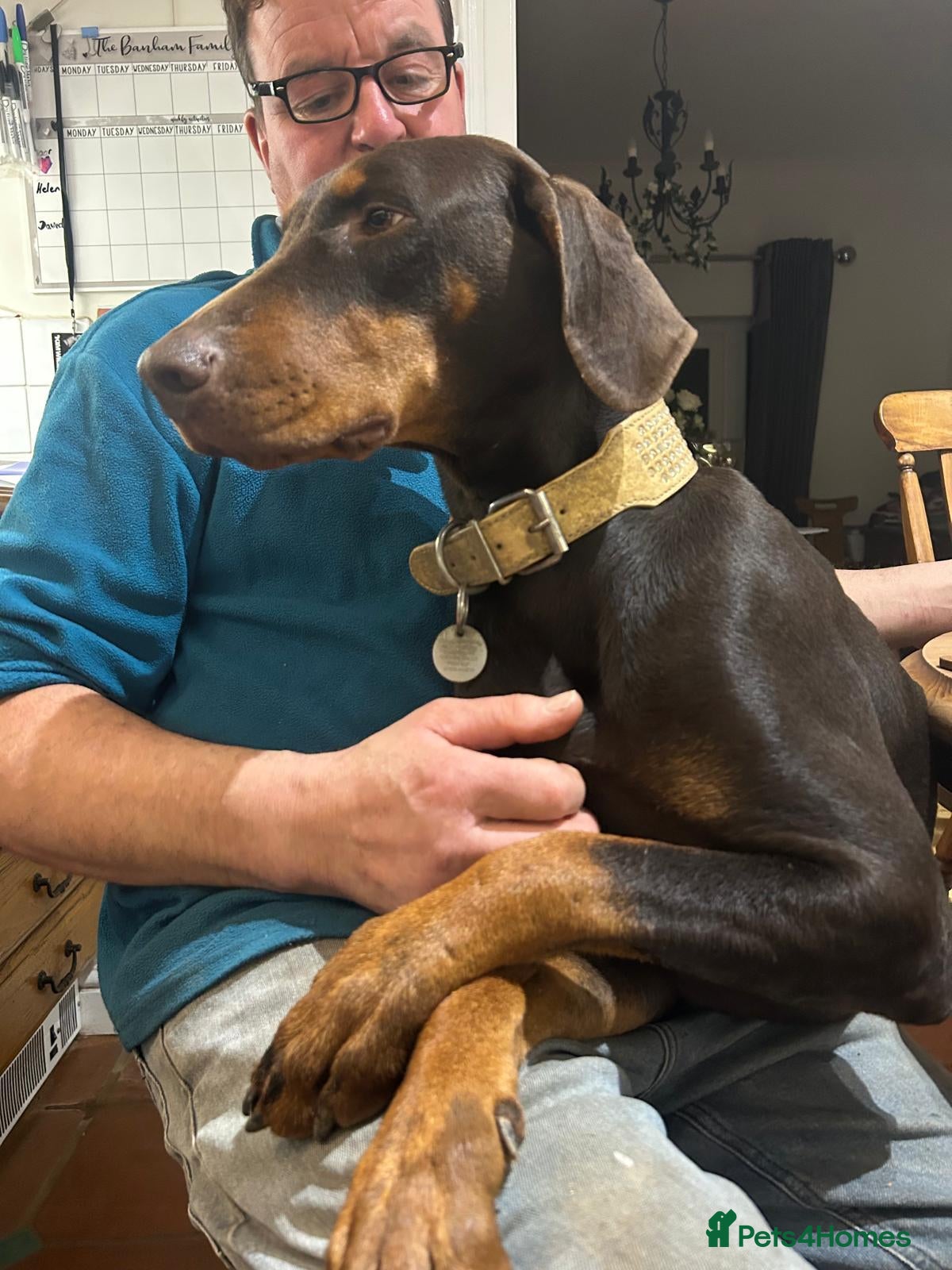 Dobermann dogs KC  reg Dobermann puppies ready NOW - Advert 1