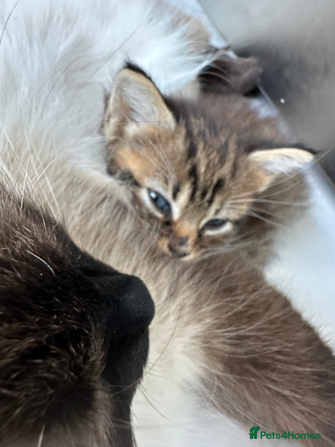 Mixed Breed cats for sale: Ragdoll Cross Kittens, 2 boys 1 girl - Advert 7