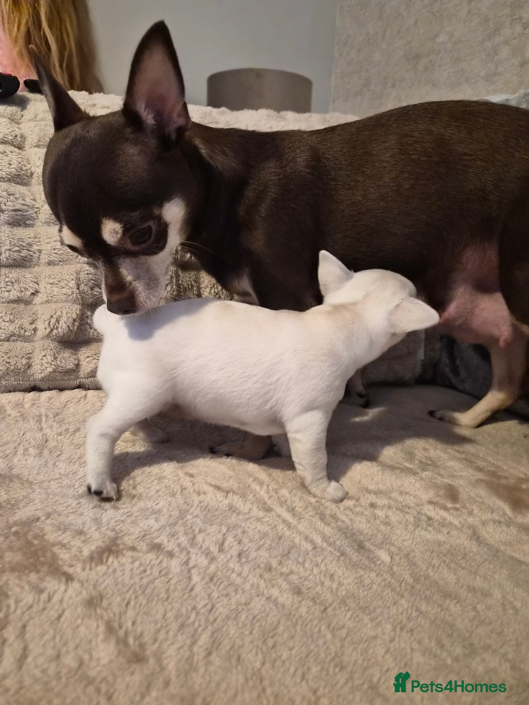 Chihuahua dogs for sale: White Lilac female chihuahua  - Image 5