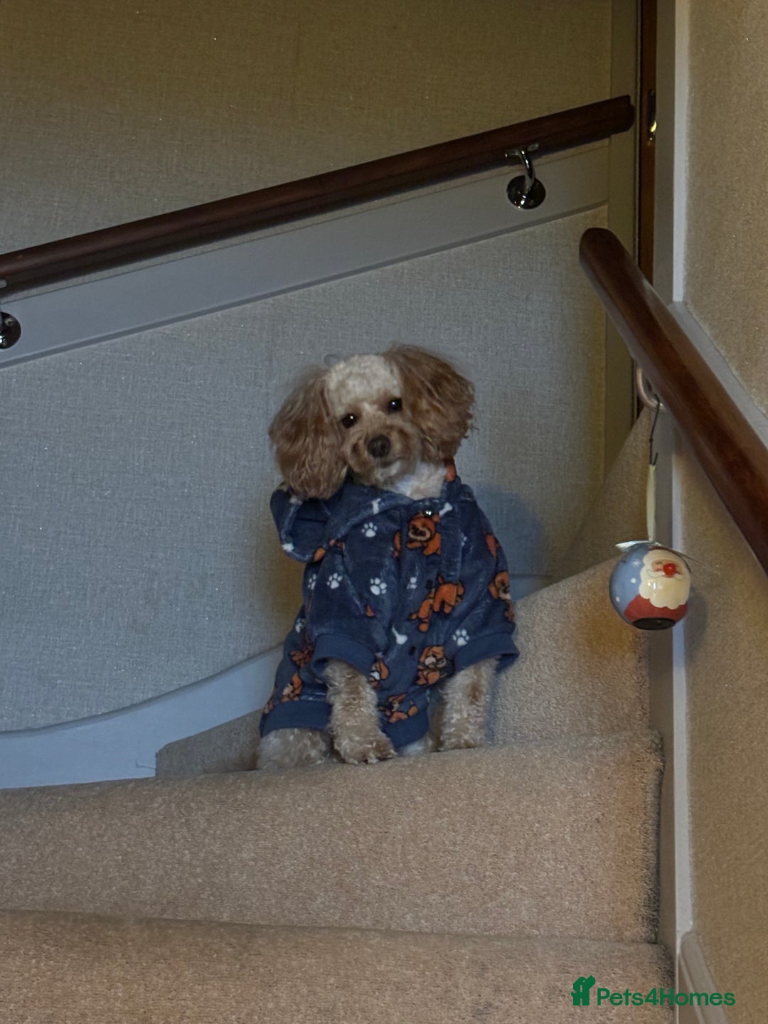 Cavapoo dogs for stud: Meet Alfie. A cavapoo looking for a mate - Advert 11