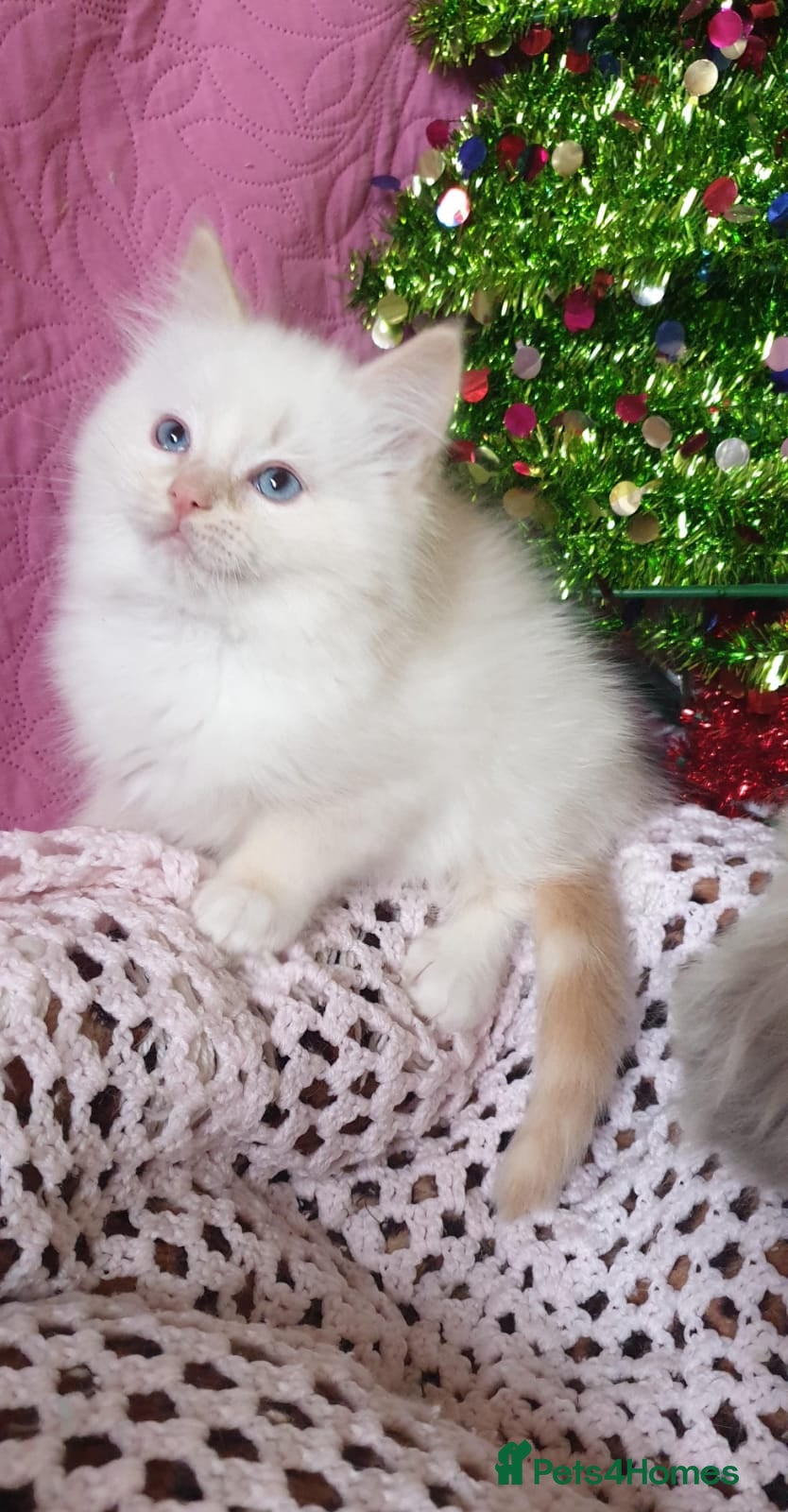 Ragdoll cats Absolutely Stunning GCCF Registered Kittens. - Advert 6