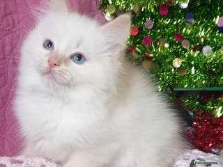 Ragdoll cats Absolutely Stunning GCCF Registered Kittens. - Advert 6