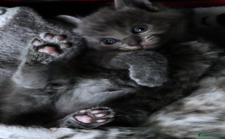 Russian Blue cats ABSOLUTELY BEAUTIFUL RUSSIAN BLUE KITTENS  - Advert 2