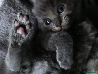 Russian Blue cats ABSOLUTELY BEAUTIFUL RUSSIAN BLUE KITTENS - Advert 18