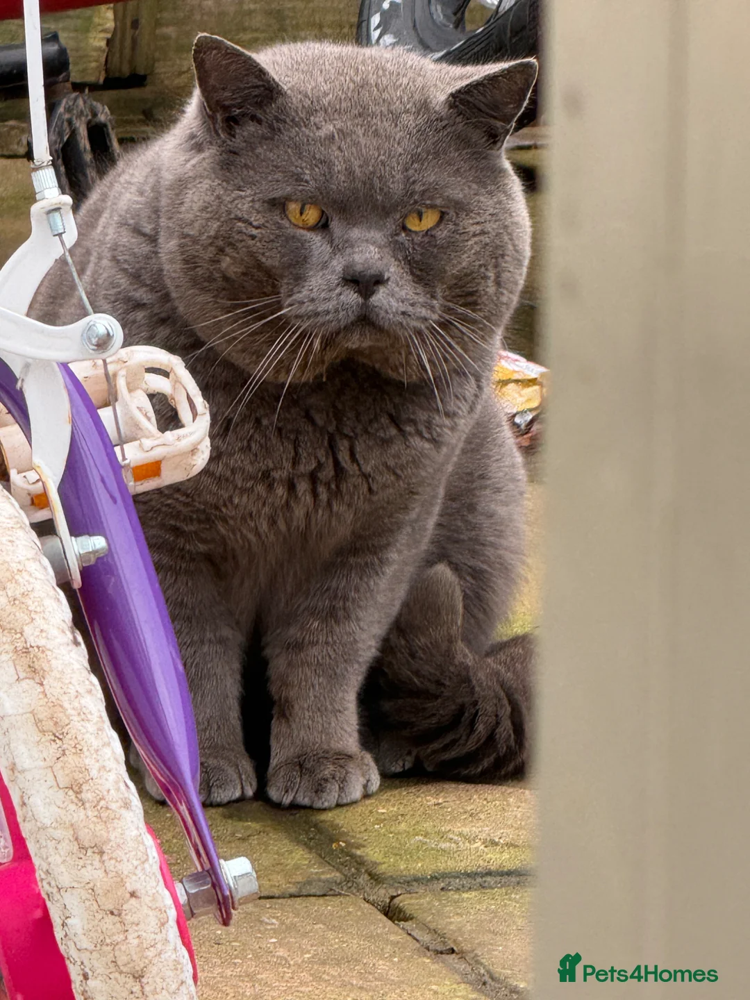Scottish Fold cats for sale: Scottish fold x British blue kittens  - Advert 5