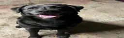 Labrador Retriever dogs for sale: KC Labrador puppies (Silver & Charcoal)  - Advert 21