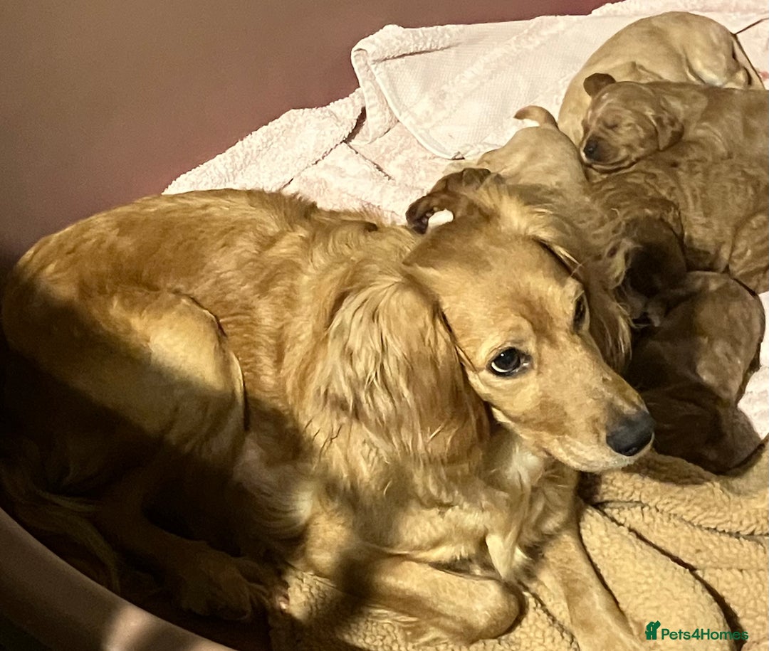 Mixed Breed dogs for sale: AUSTRALIAN LABRADOODLE PUPPIES - Advert 10