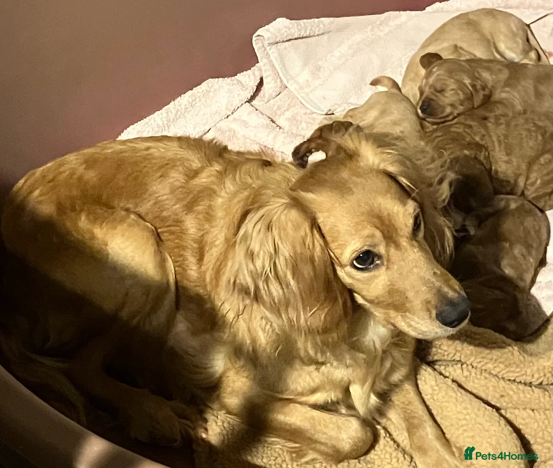 Mixed Breed dogs for sale: AUSTRALIAN LABRADOODLE PUPPIES READY NOW - Advert 7