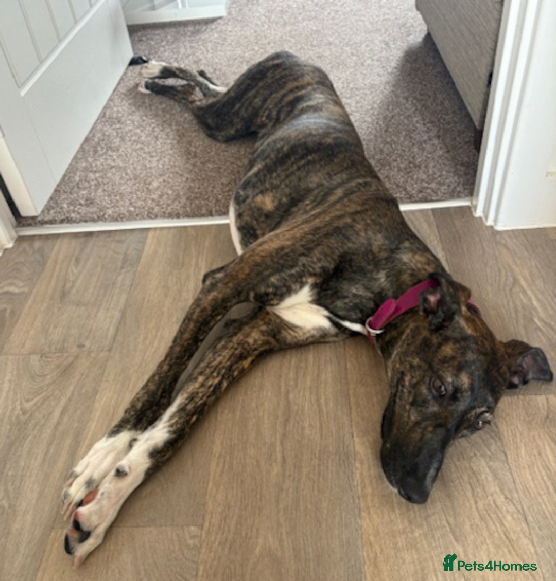 Lurcher dogs for adoption: NELL, young brindle lurcher in rescue - Advert 5