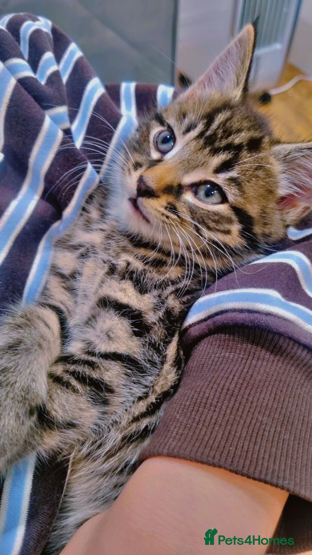 British Shorthair cats for sale:  Cat male kitten - Advert 1