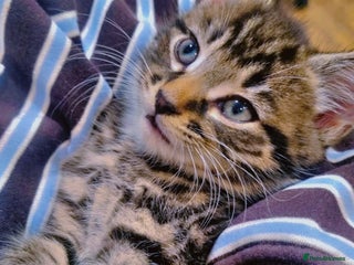 British Shorthair cats Cat male kitten - Advert 14