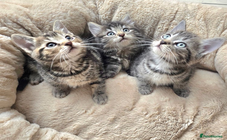 Maine Coon cats - Advert 7