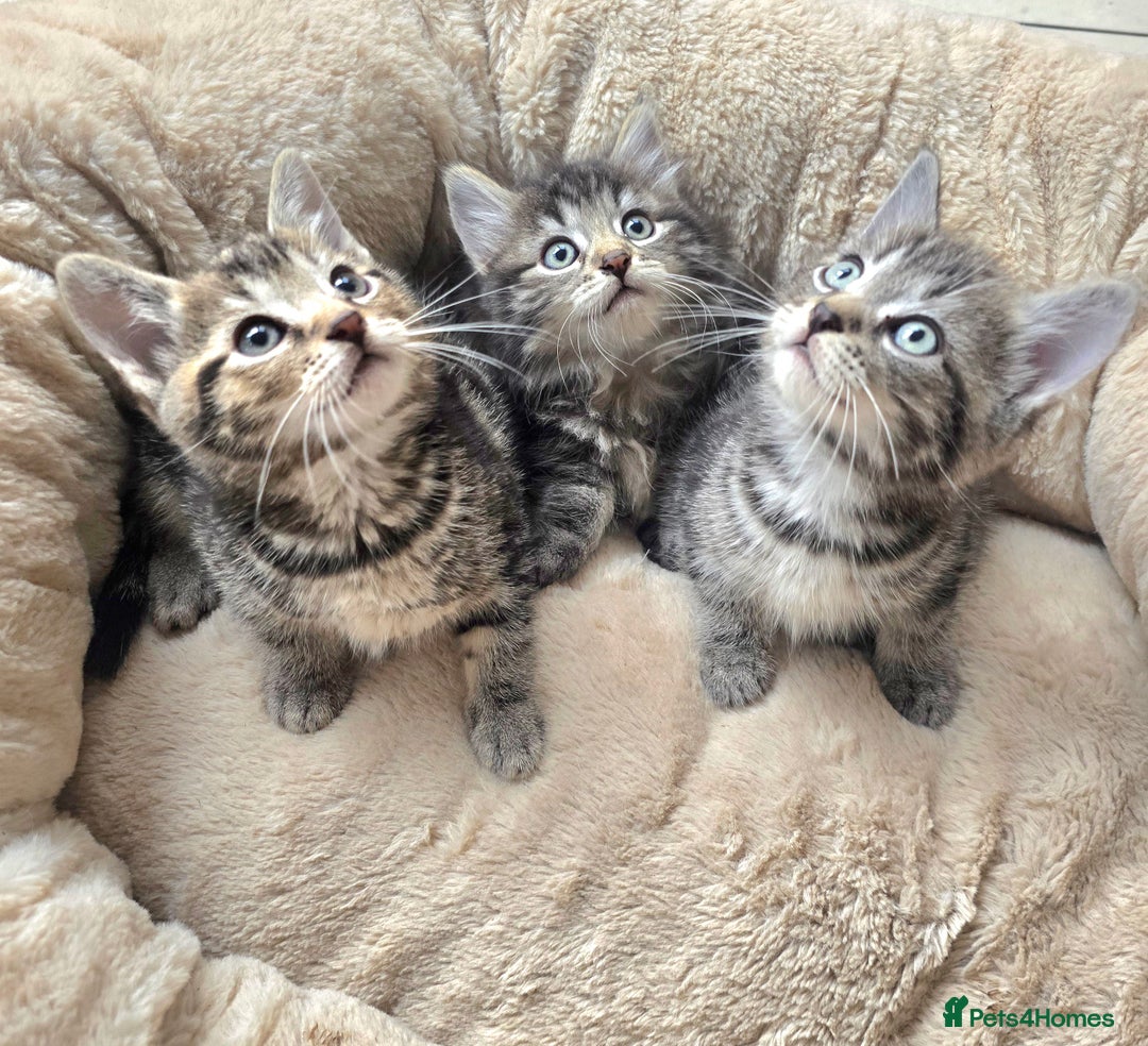 Maine Coon cats for sale: Adorable kittens Maine Coon mixed  - Image 1