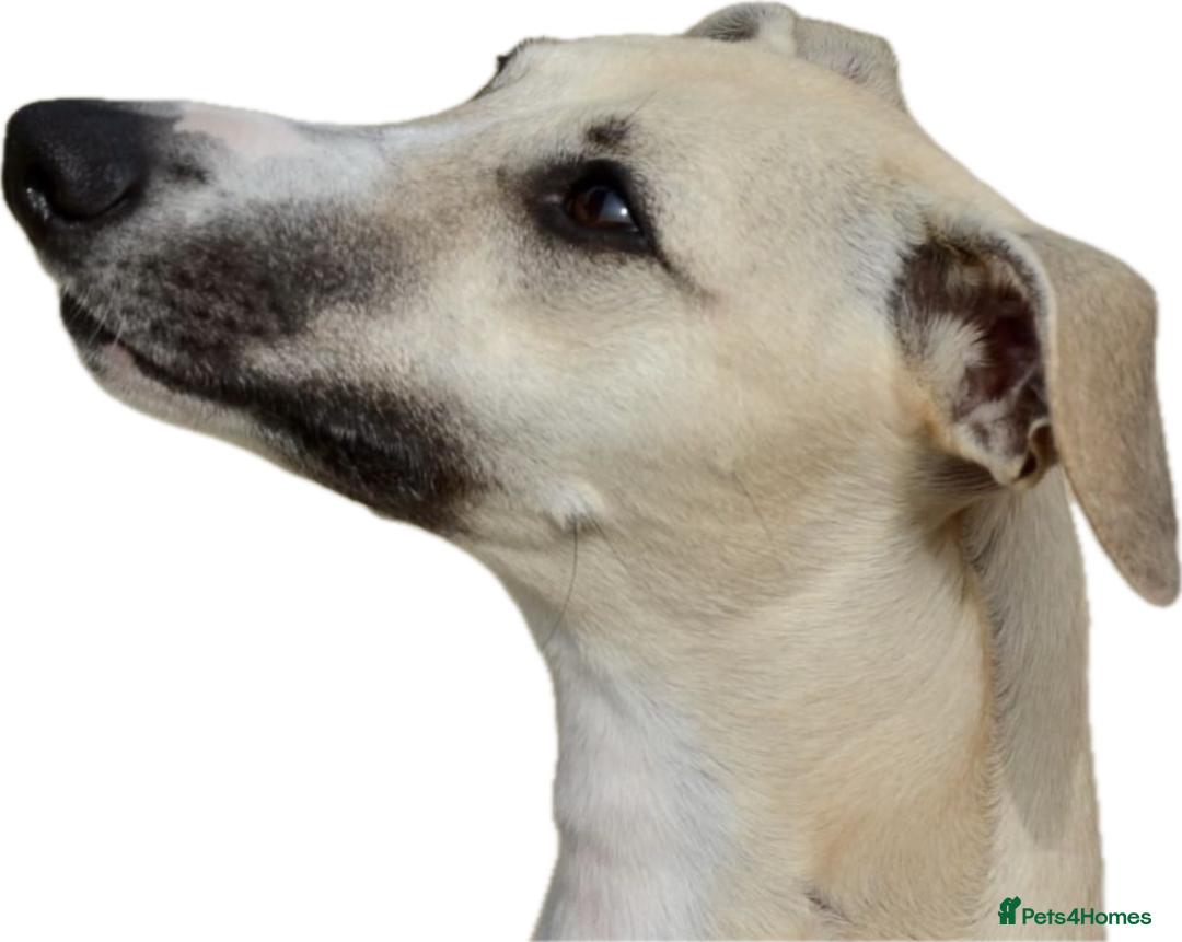 Whippet dogs for sale: Top quality bitch - Advert 16