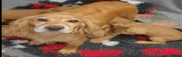 Cocker Spaniel dogs for sale: Golden show type chunky puppies - Advert 2