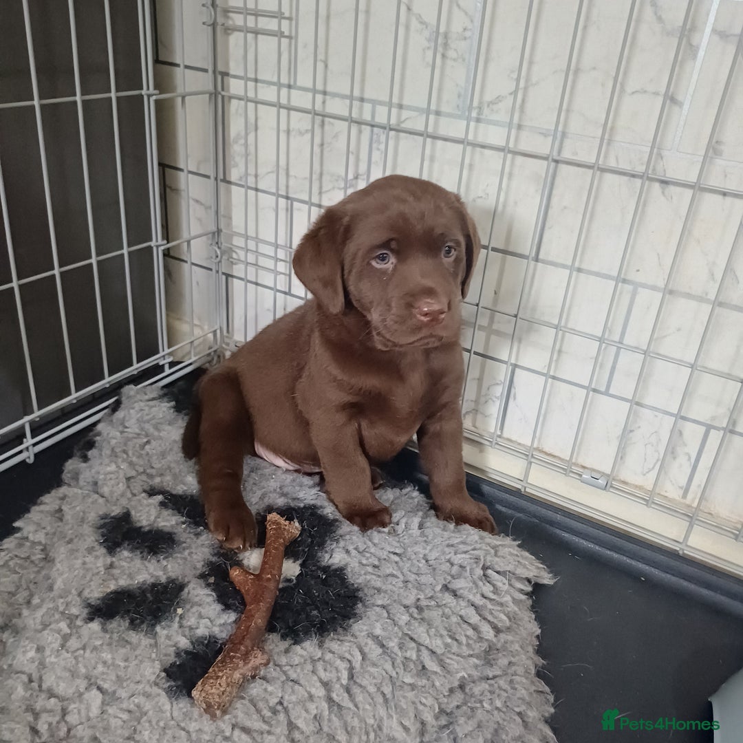 Labrador Retriever dogs for sale: Labrador puppies - Advert 19