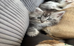 Maine Coon cats for sale: Beautiful female Maine coon ready 15/12/2025 - Image 9