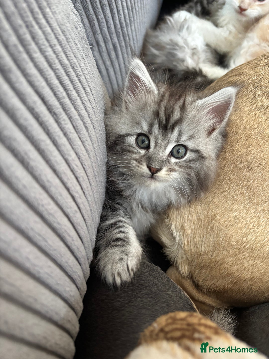 Maine Coon cats for sale: Beautiful female Maine coon ready 15/12/2025 - Image 9