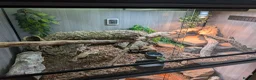 Monitor reptiles for sale: Ackie Monitor - Advert 11