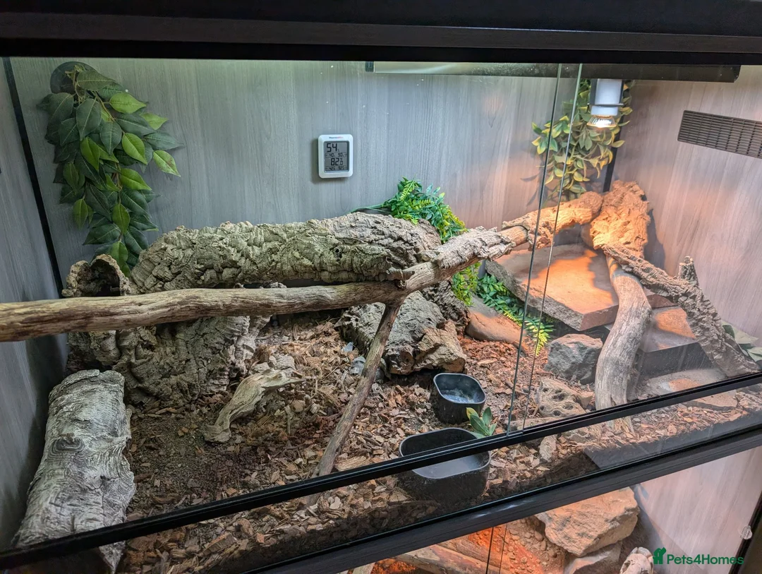 Monitor reptiles for sale: Ackie Monitor - Advert 11