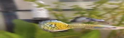 Live Bearers fish for sale: 5 male guppies   - Advert 2