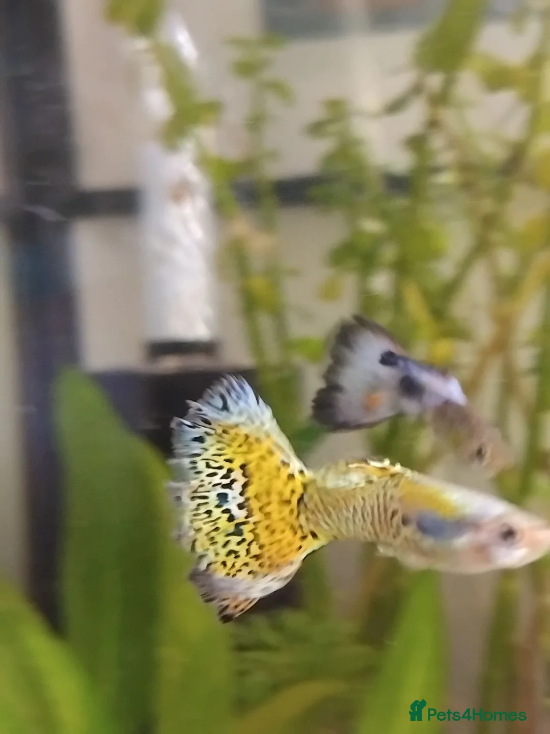 Live Bearers fish for sale: 5 male guppies   - Advert 2