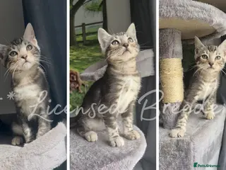 Bengal cats 1 boy left Pure TICA Bengals Available Now 🤍 - Advert 6