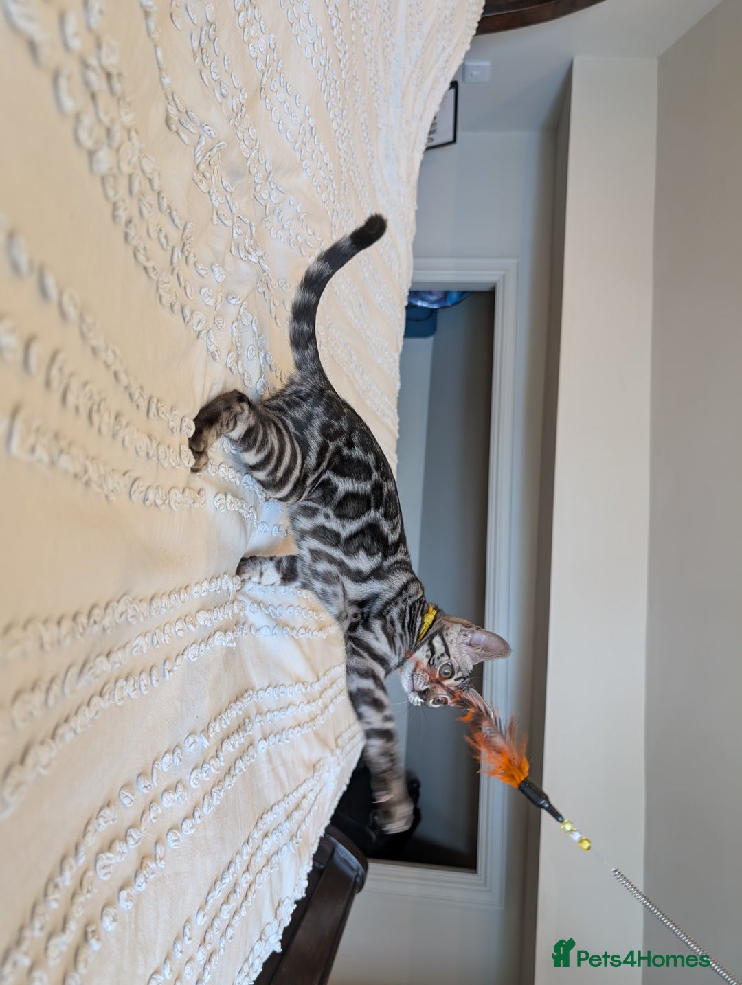 Bengal cats for sale: 🤍🖤🩶 Bengal Kittens 🩶🖤🤍 in Barnoldswick - Image 7