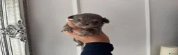 Chihuahua dogs for sale: 🐾🩶 OUTSTANDING litter of EXCEPTIONAL Chihuahuas - Advert 29