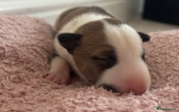 English Bull Terrier dogs for sale: 🏆CH Bloodlines Top Quality English Bull Terriers  - Image 15