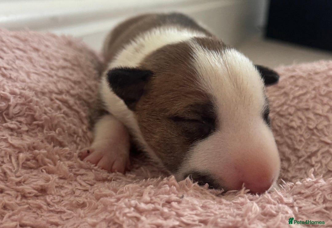 English Bull Terrier dogs for sale: 🏆CH Bloodlines Top Quality English Bull Terriers  - Image 15