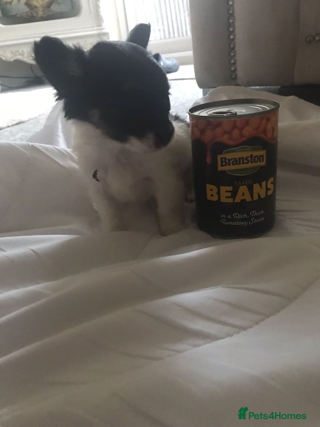 Mixed Breed dogs for sale: Miniature teacup chihuahua X Jack russell puppies  - Image 10