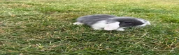 Mini Lop rabbits for sale: Baby mini lop bunnies - Advert 2