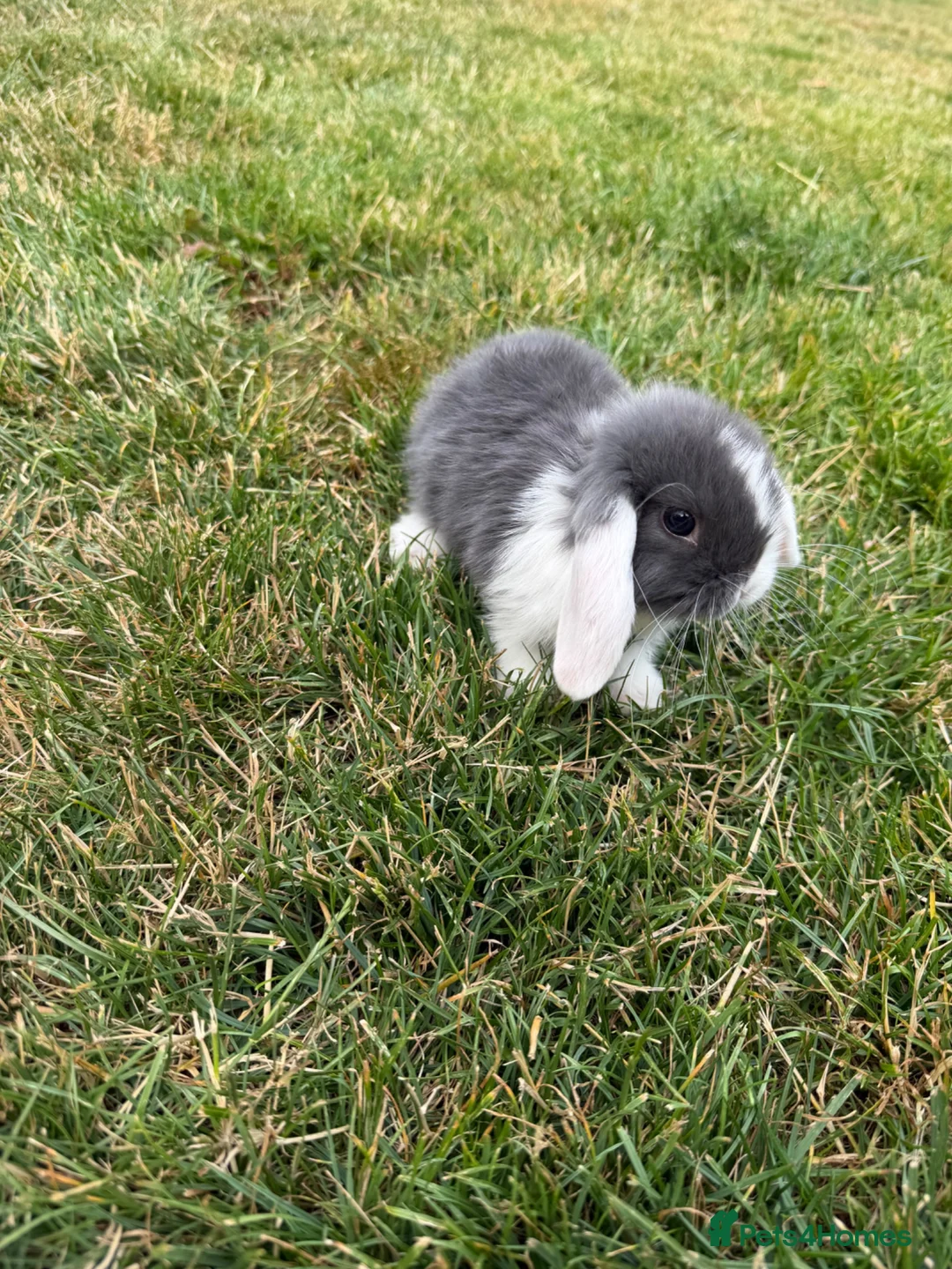Mini Lop rabbits for sale: Baby mini lop bunnies - Advert 2