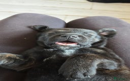 Mixed Breed dogs for sale: Mastiff x Rottweiler  - Image 12