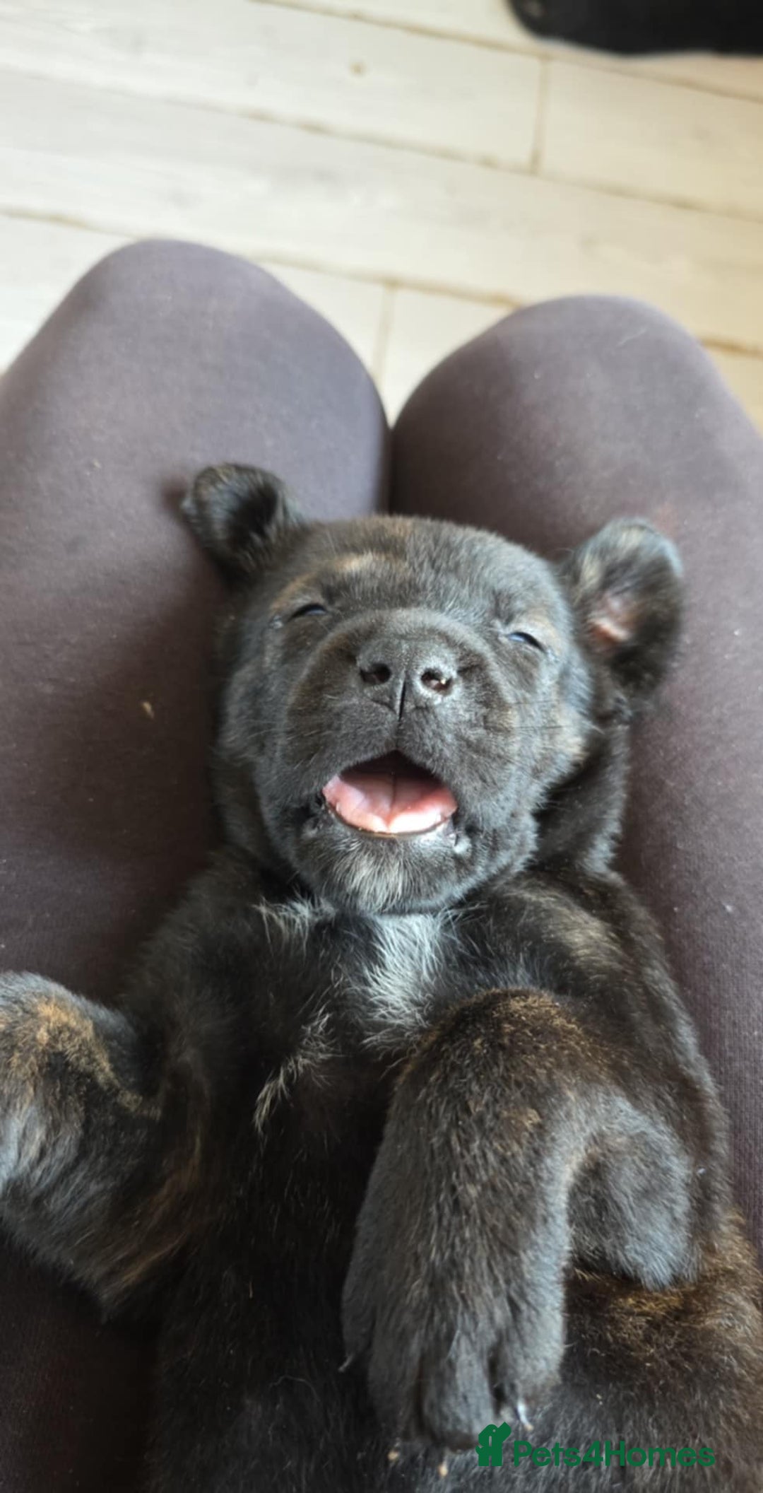 Mixed Breed dogs for sale: Mastiff x Rottweiler  - Image 12