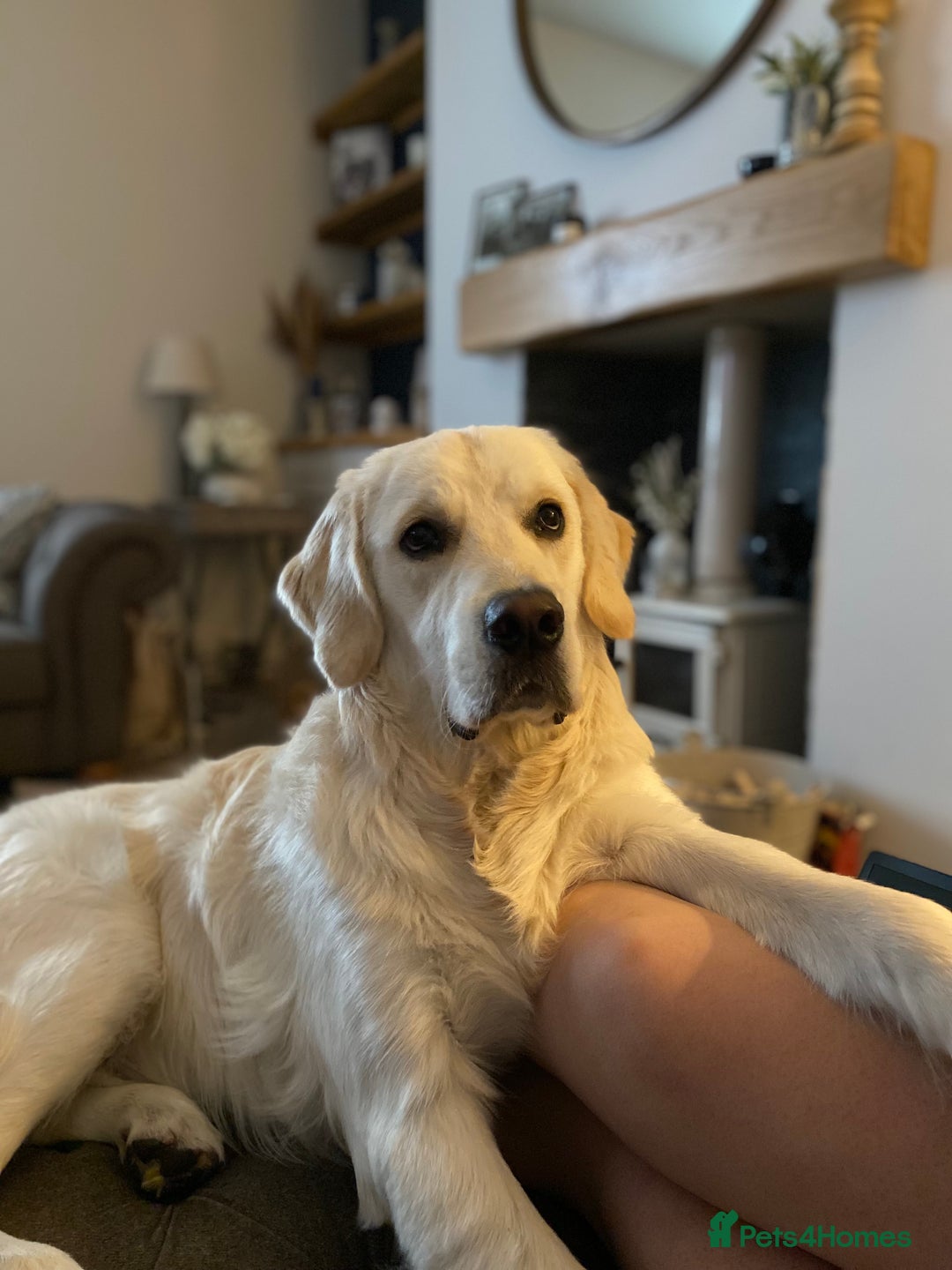 Golden Retriever dogs for sale: Out of DNA tested, kind & Champion bloodlines - Image 16