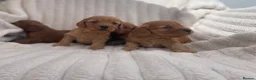 Cockapoo dogs for sale: Beautiful F1 cockapoos  - Advert 10