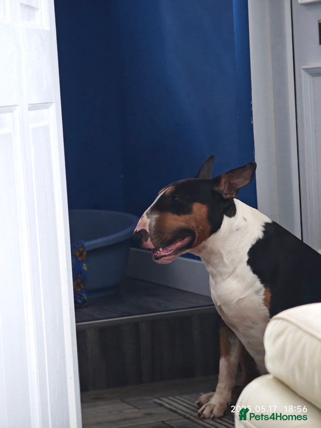 English Bull Terrier dogs for stud: KC registered stud - Advert 6