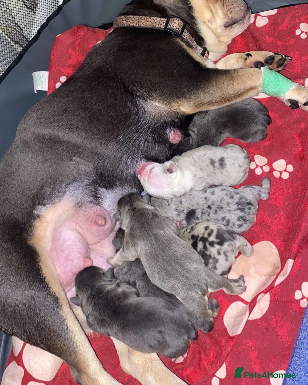 French Bulldog dogs for stud: Blue and tan quad merle in Sheffield - Advert 30